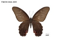 藏品(黑鳳蝶)的圖片